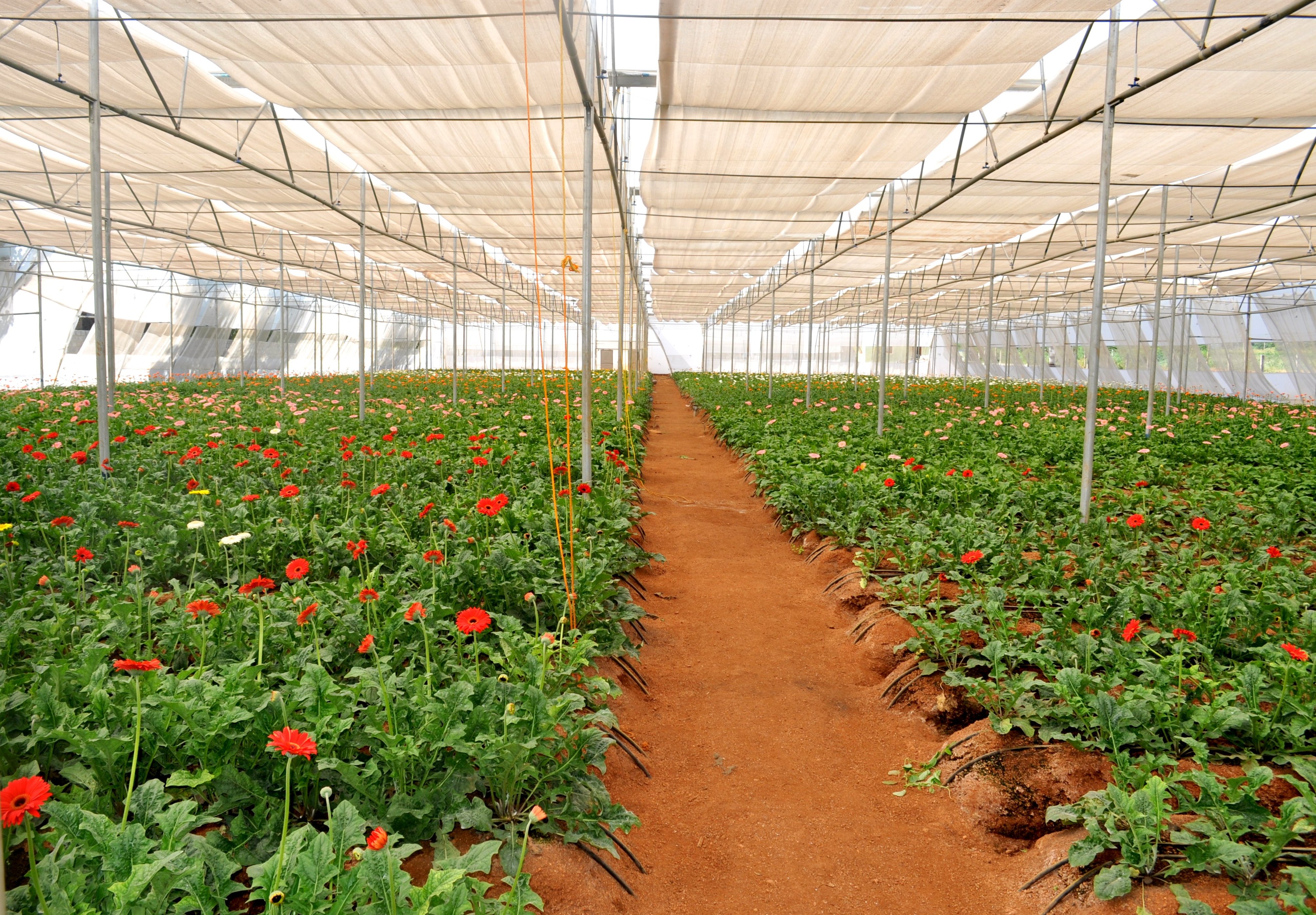 Advanced Polyhouse Setup